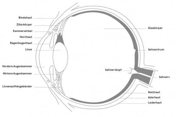 Bestandteile und Aufbau des Auges – Teil 1 › Gesundheitsoptik